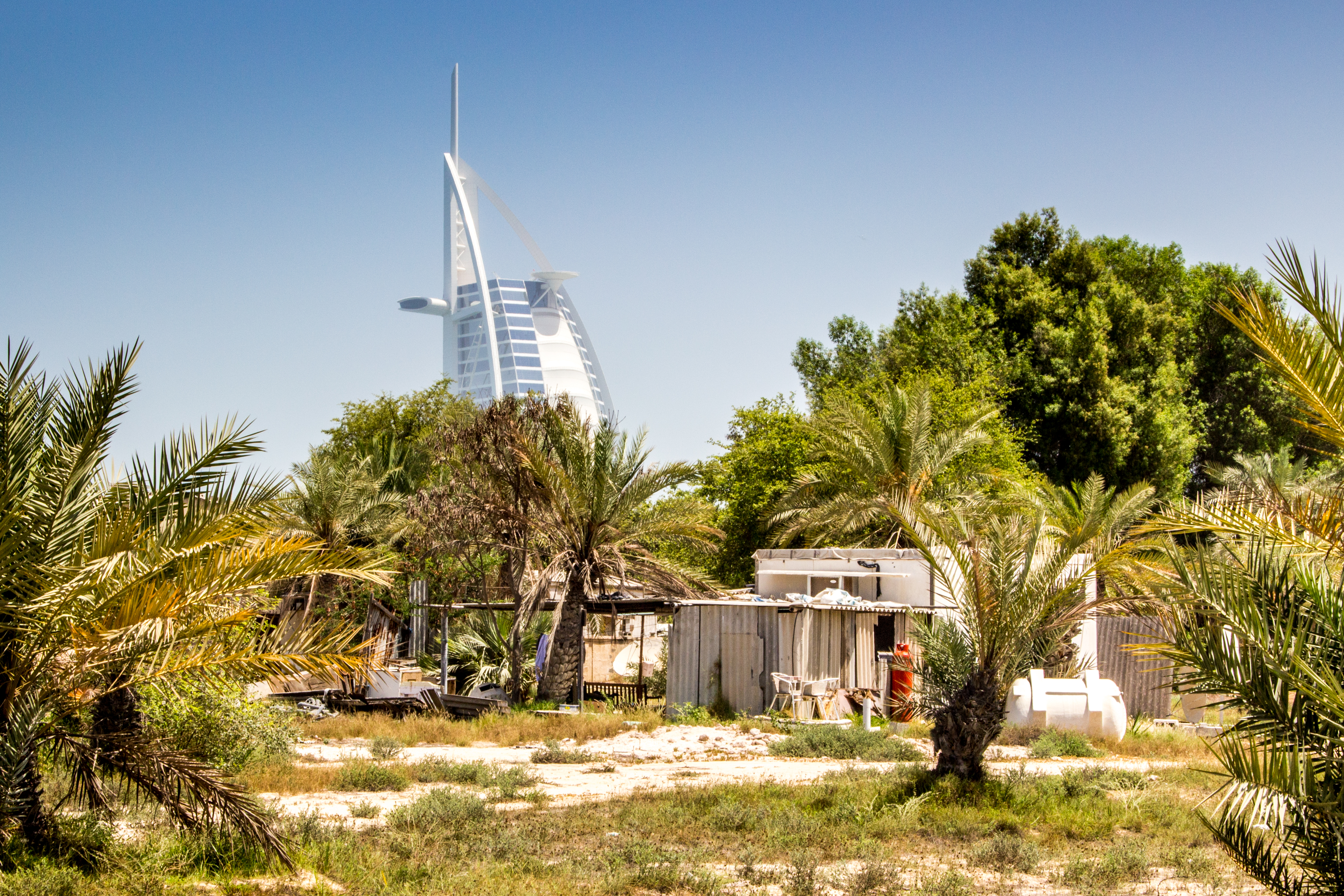 Date farm oasis Dubai